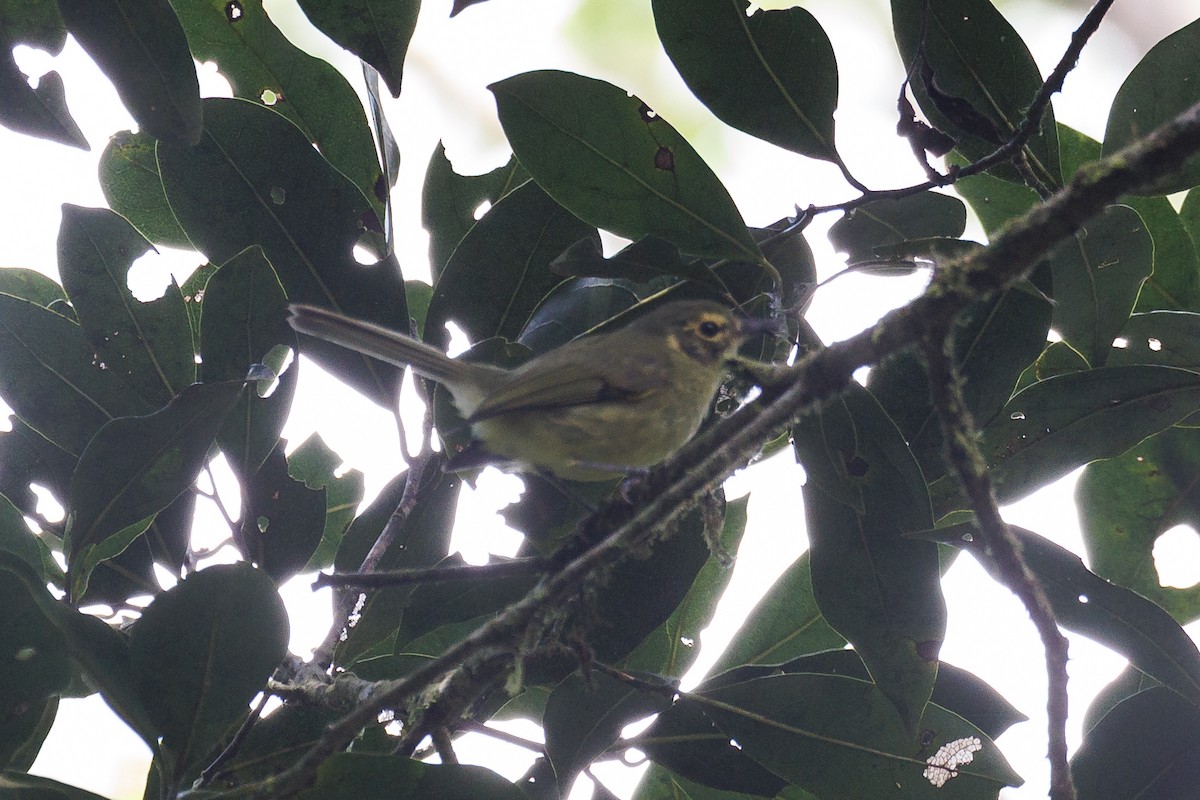 Oustalet's Tyrannulet - ML632329086