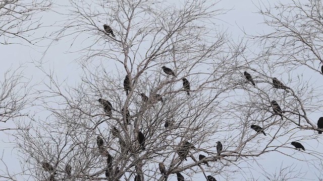 Red-winged Blackbird - ML632329244