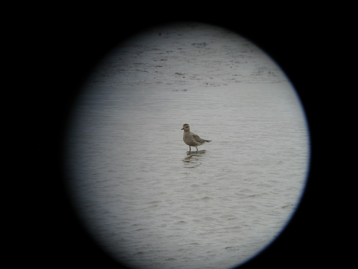 American Golden-Plover - ML632329362