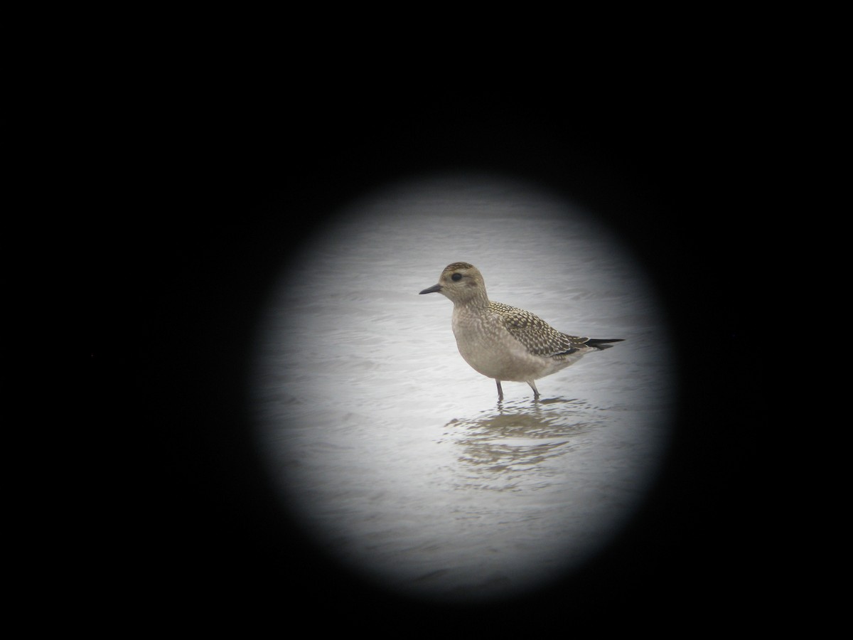 American Golden-Plover - ML632329363