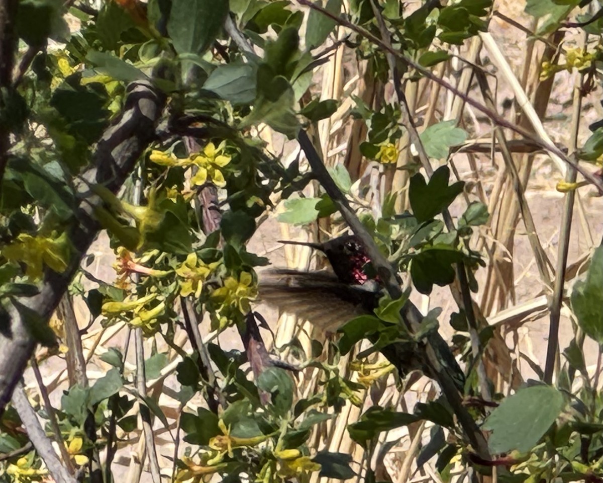 Anna's Hummingbird - ML632329387