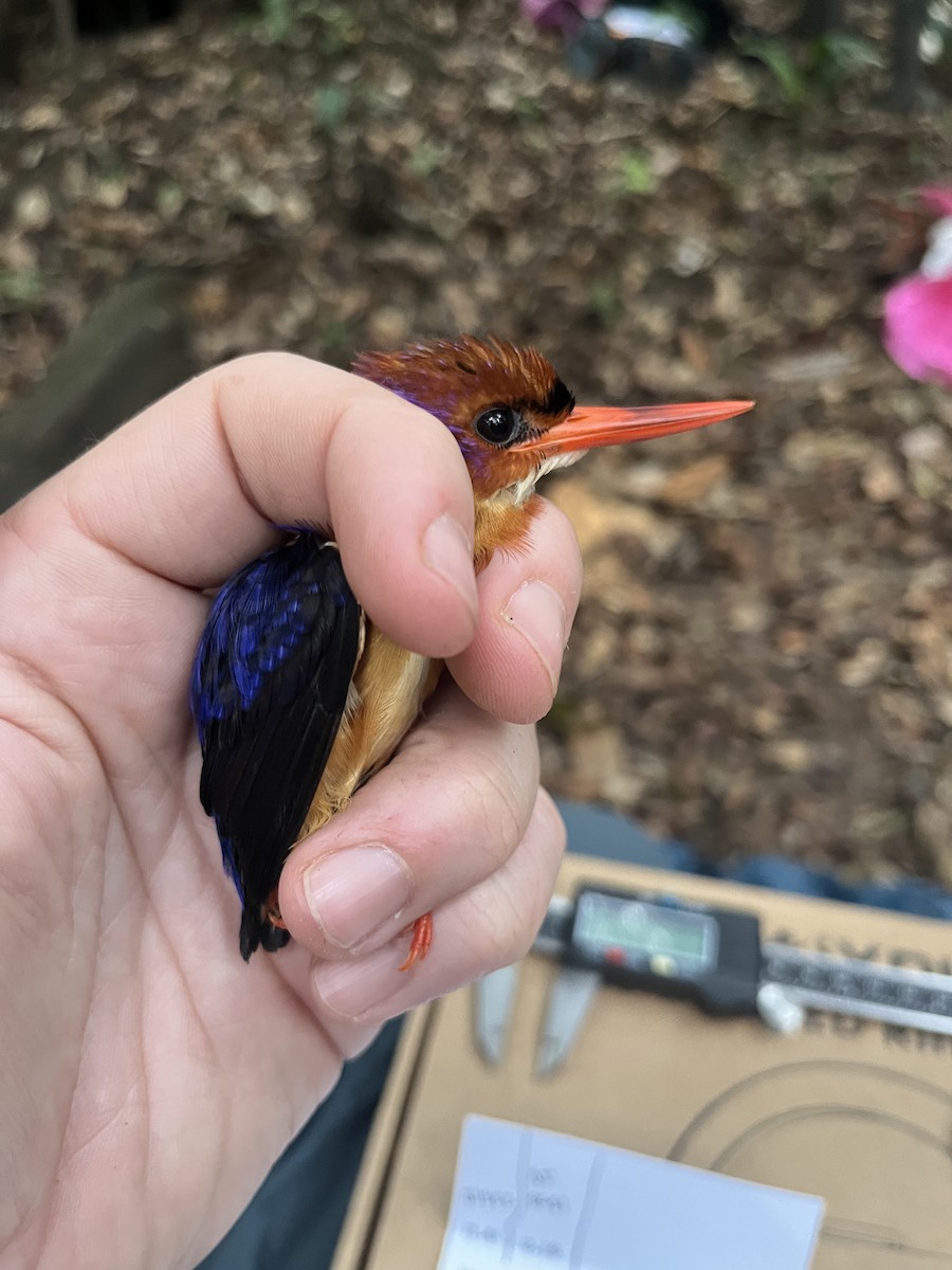 African Dwarf Kingfisher - ML632329574