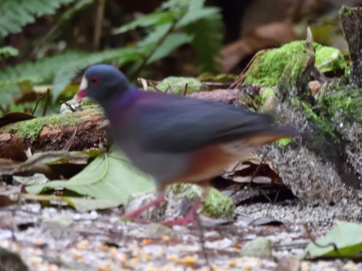 White-fronted Quail-Dove - ML632329589
