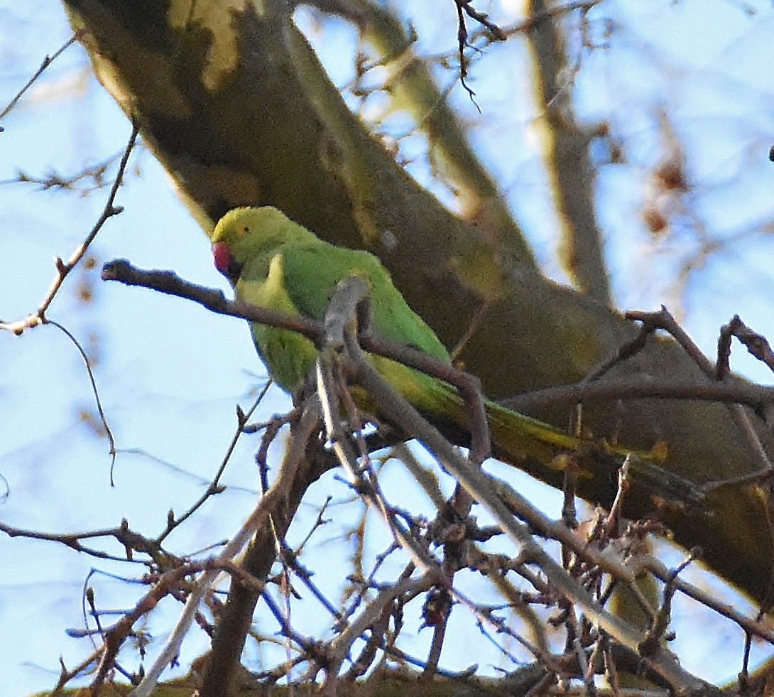 Rose-ringed Parakeet - ML632329591