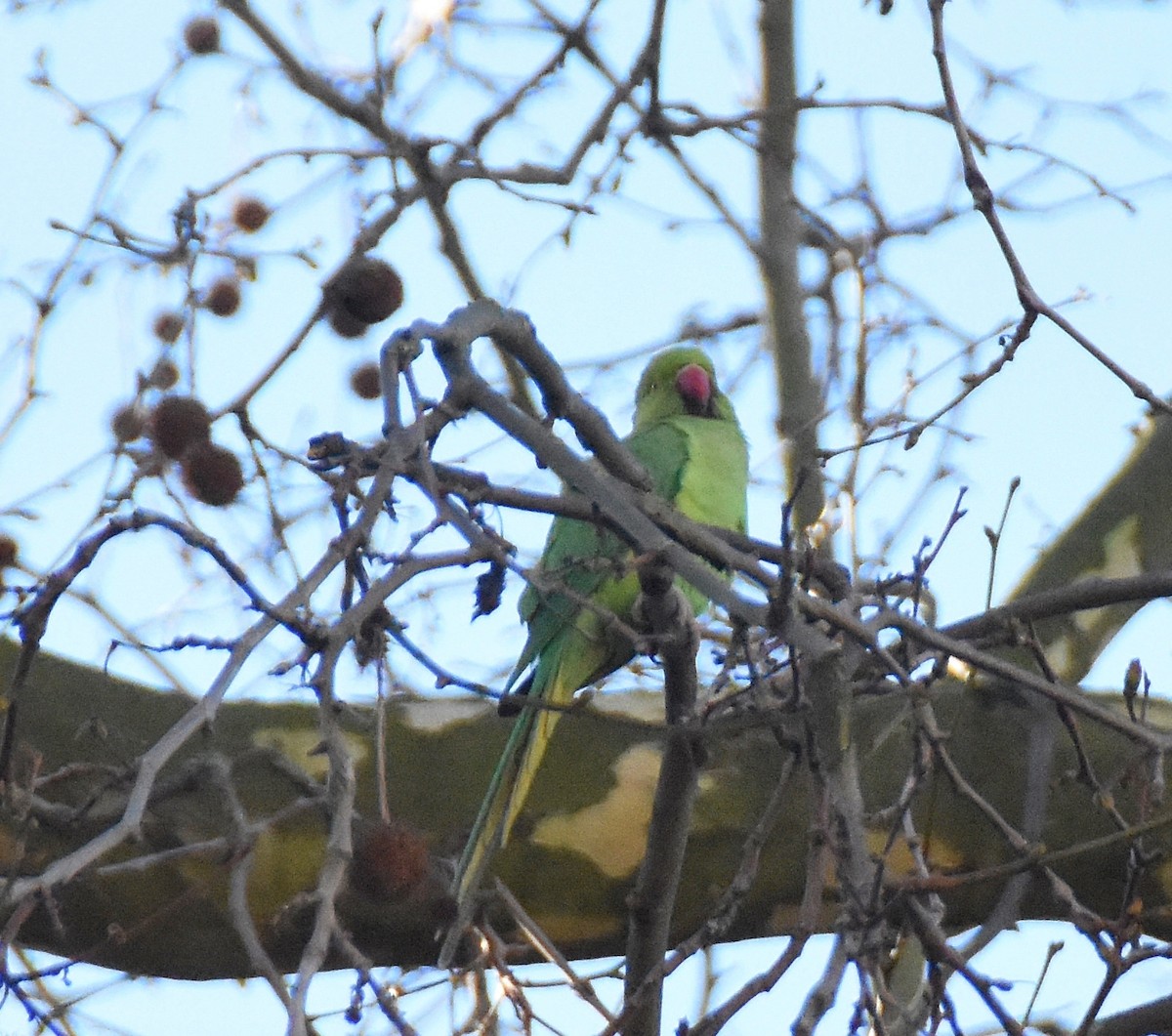 Rose-ringed Parakeet - ML632329592