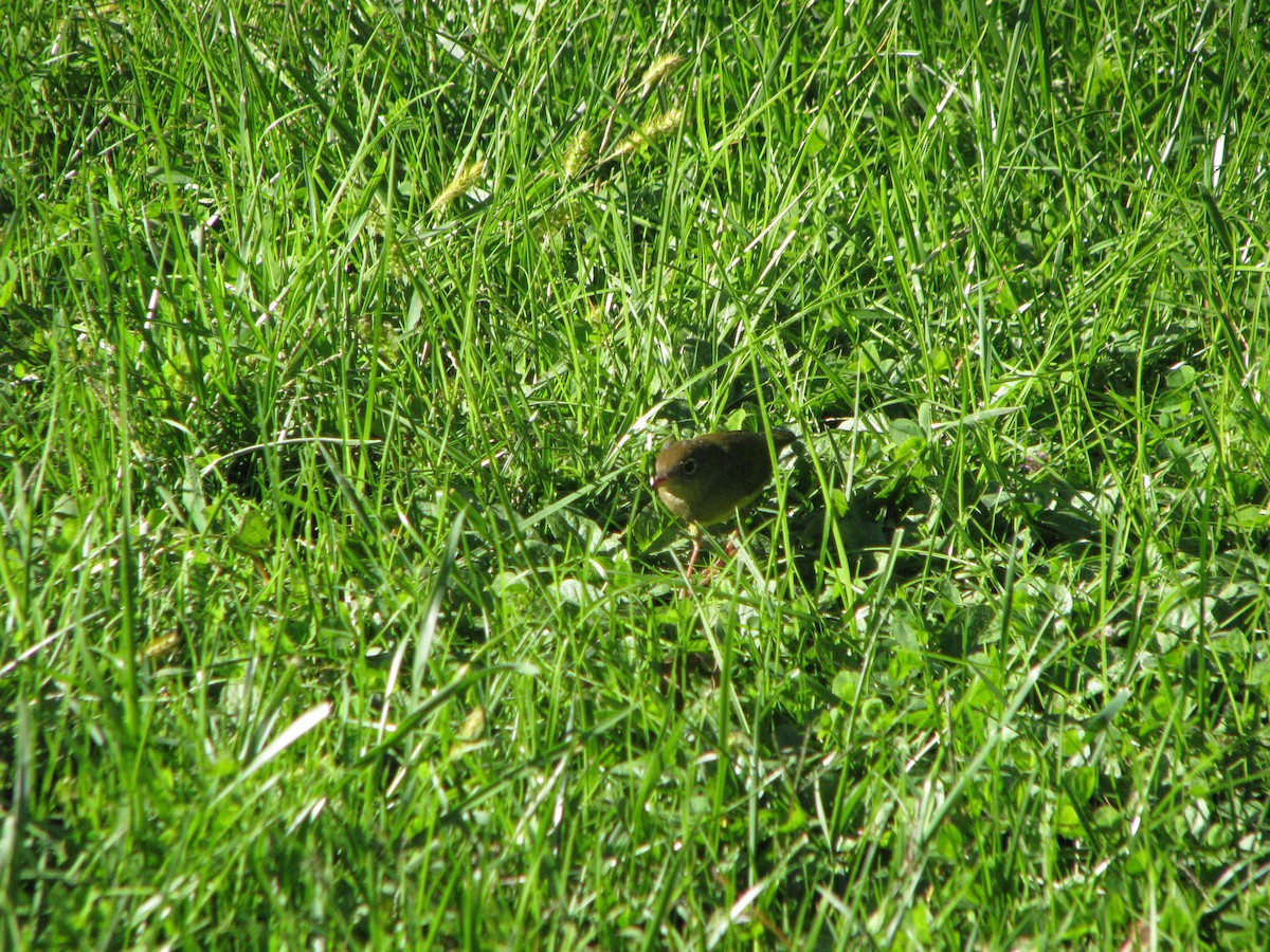 Connecticut Warbler - ML632329766