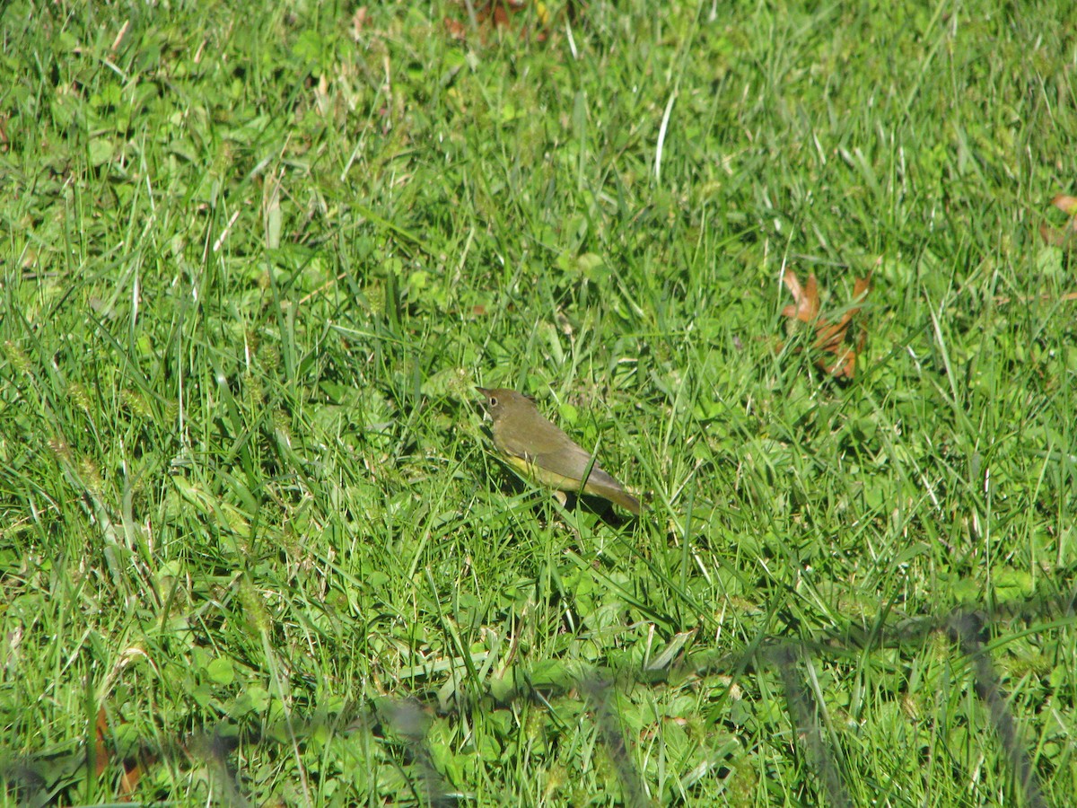 Connecticut Warbler - ML632329767