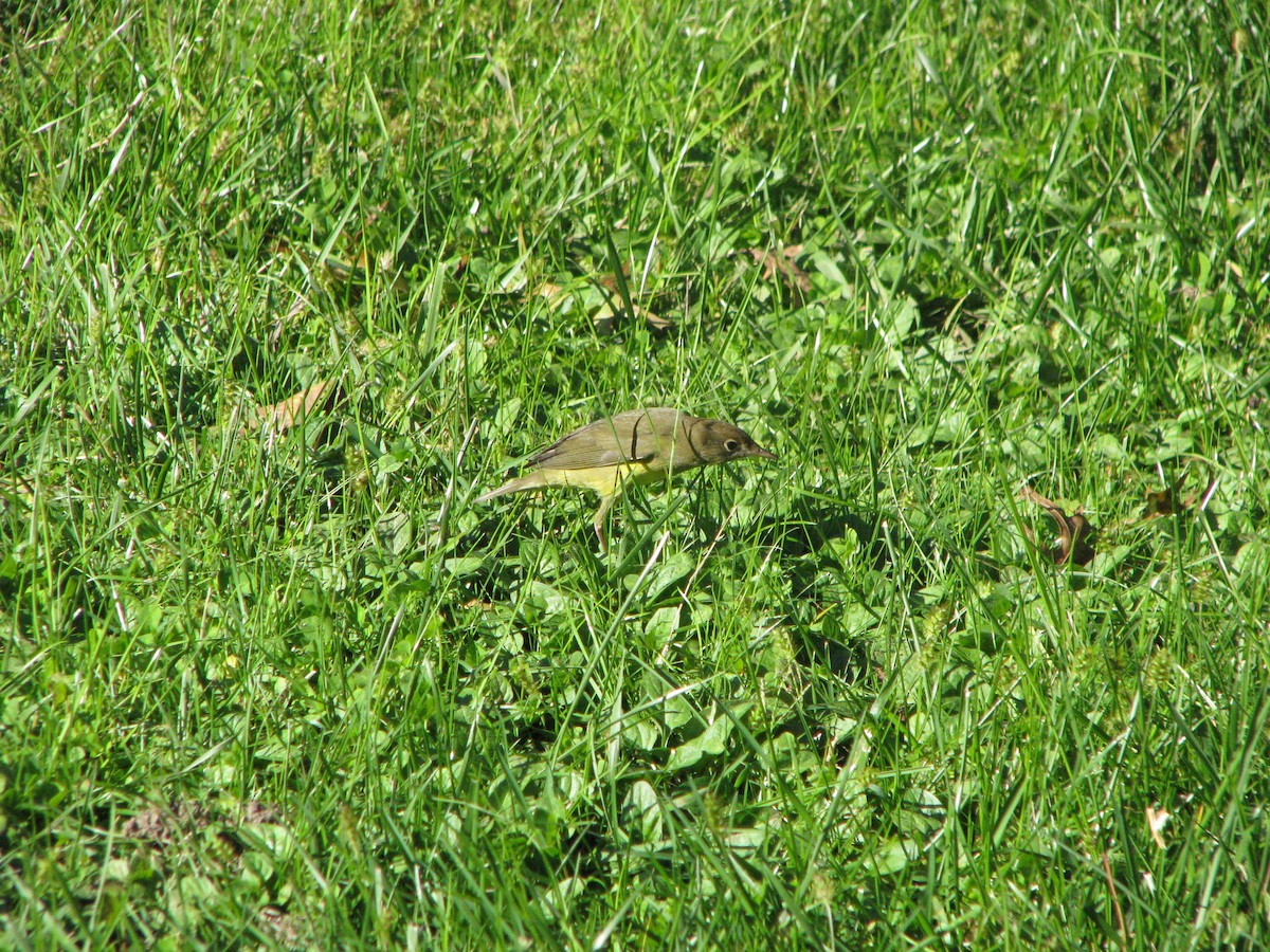 Connecticut Warbler - ML632329768