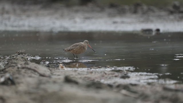 Marbled Godwit - ML632329850