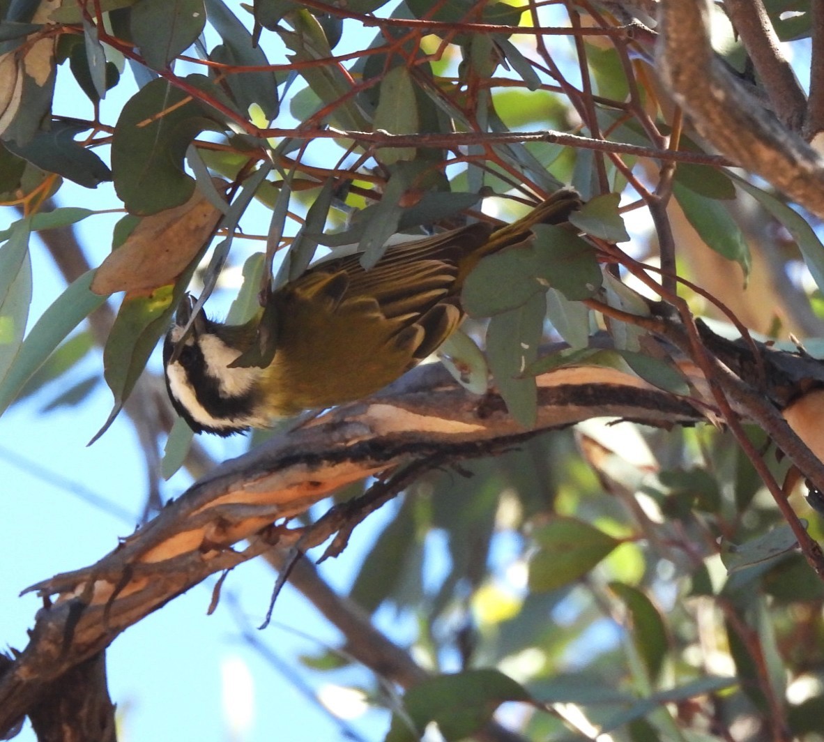 Western Shrike-tit - ML632329947