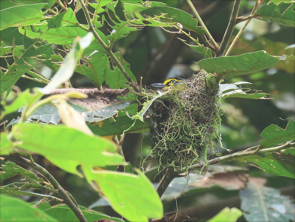 Slaty-capped Shrike-Vireo - ML632330017