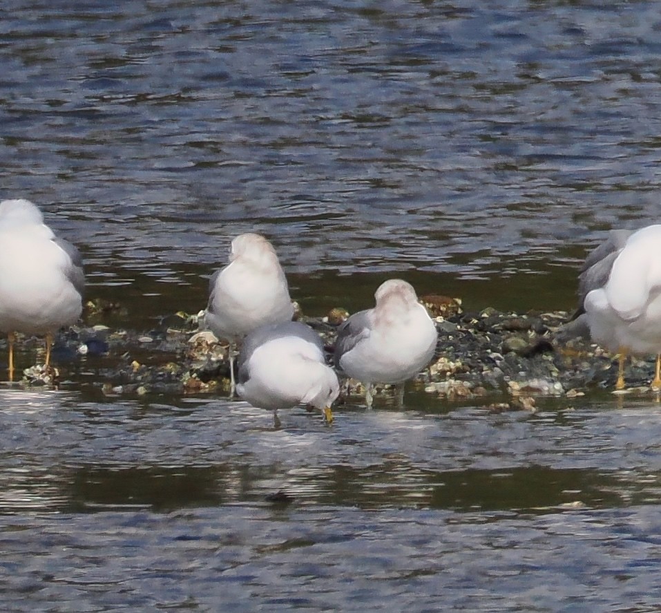 Ring-billed Gull - ML632330057