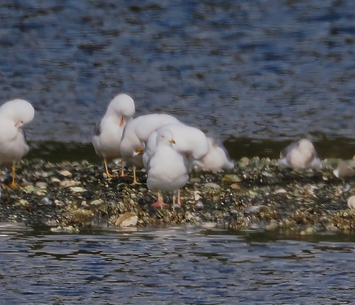 Ring-billed Gull - ML632330080