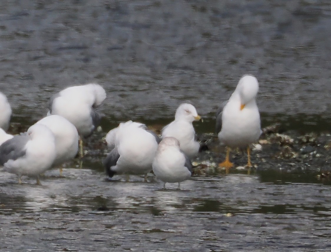 Ring-billed Gull - ML632330085