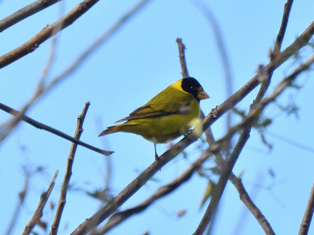 Antillean Siskin - ML632330160