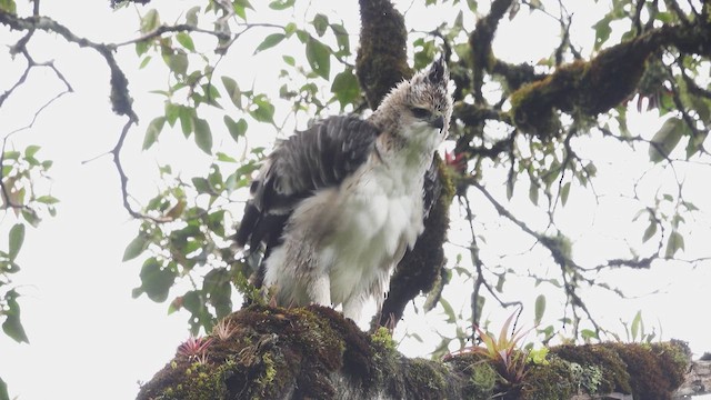 アカクロクマタカ - ML632330194