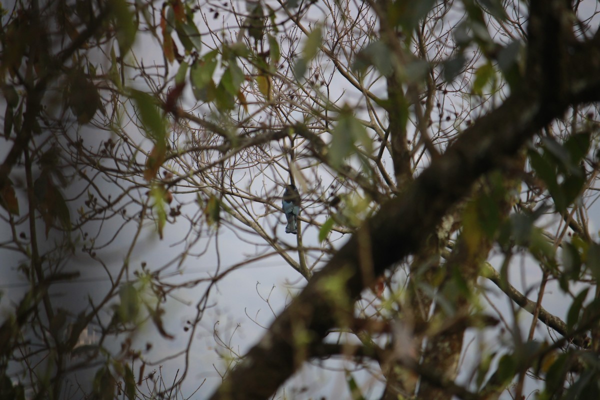 髮冠卷尾(hottentottus/brevirostris) - ML632330224