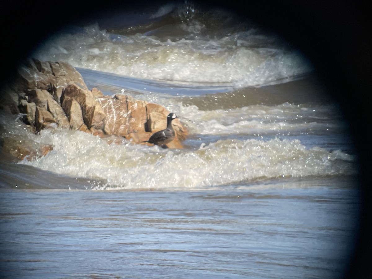 Harlequin Duck - ML632330316