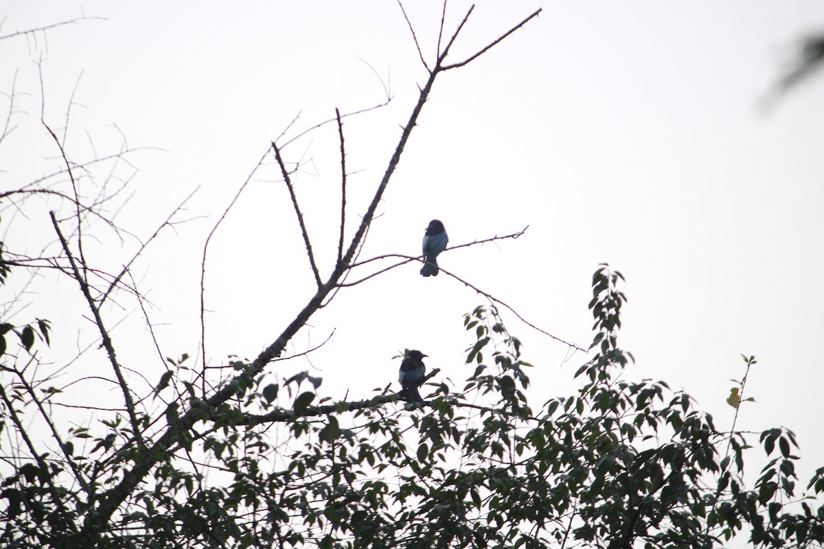 髮冠卷尾(hottentottus/brevirostris) - ML632330341