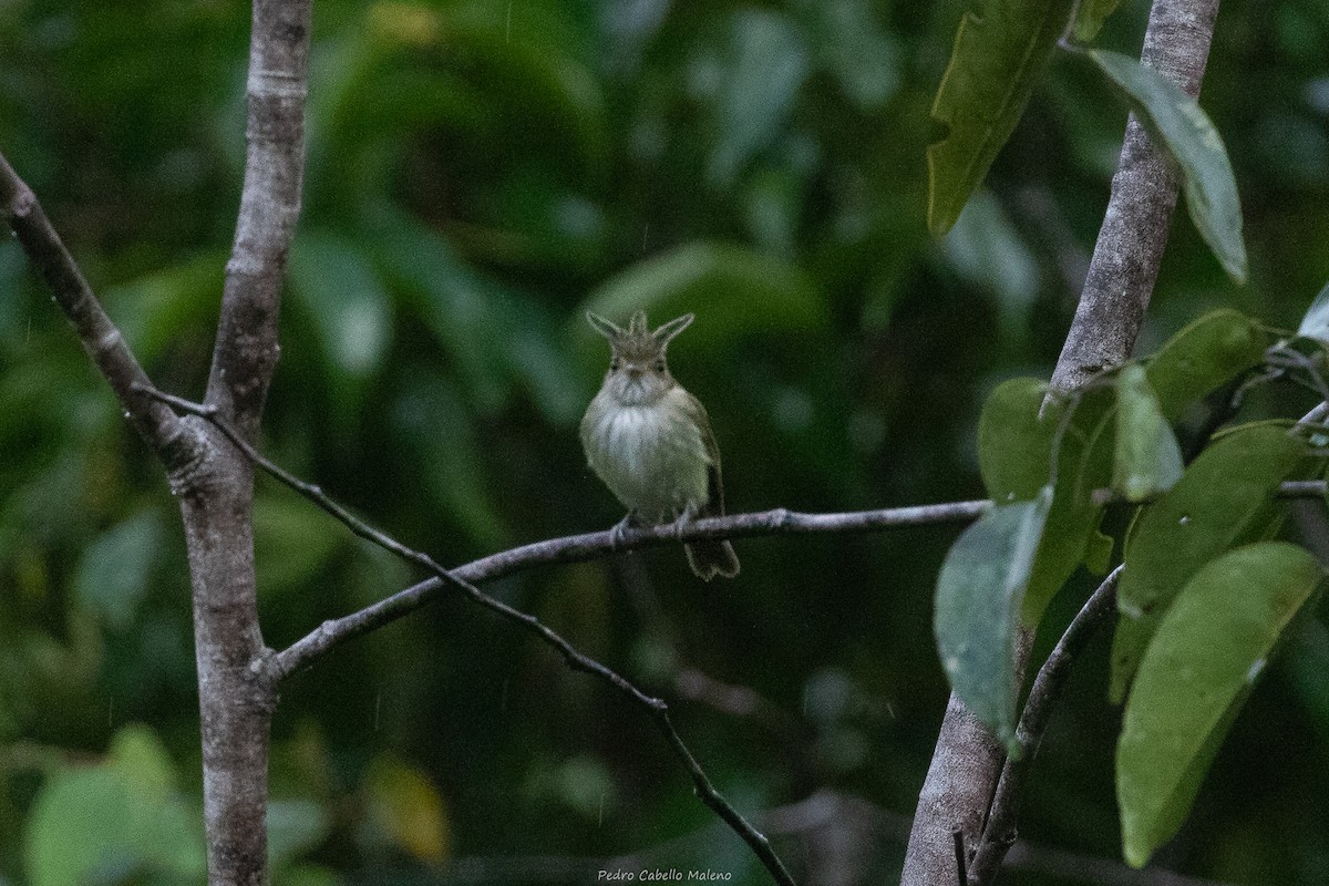 Helmeted Pygmy-Tyrant - ML632330404