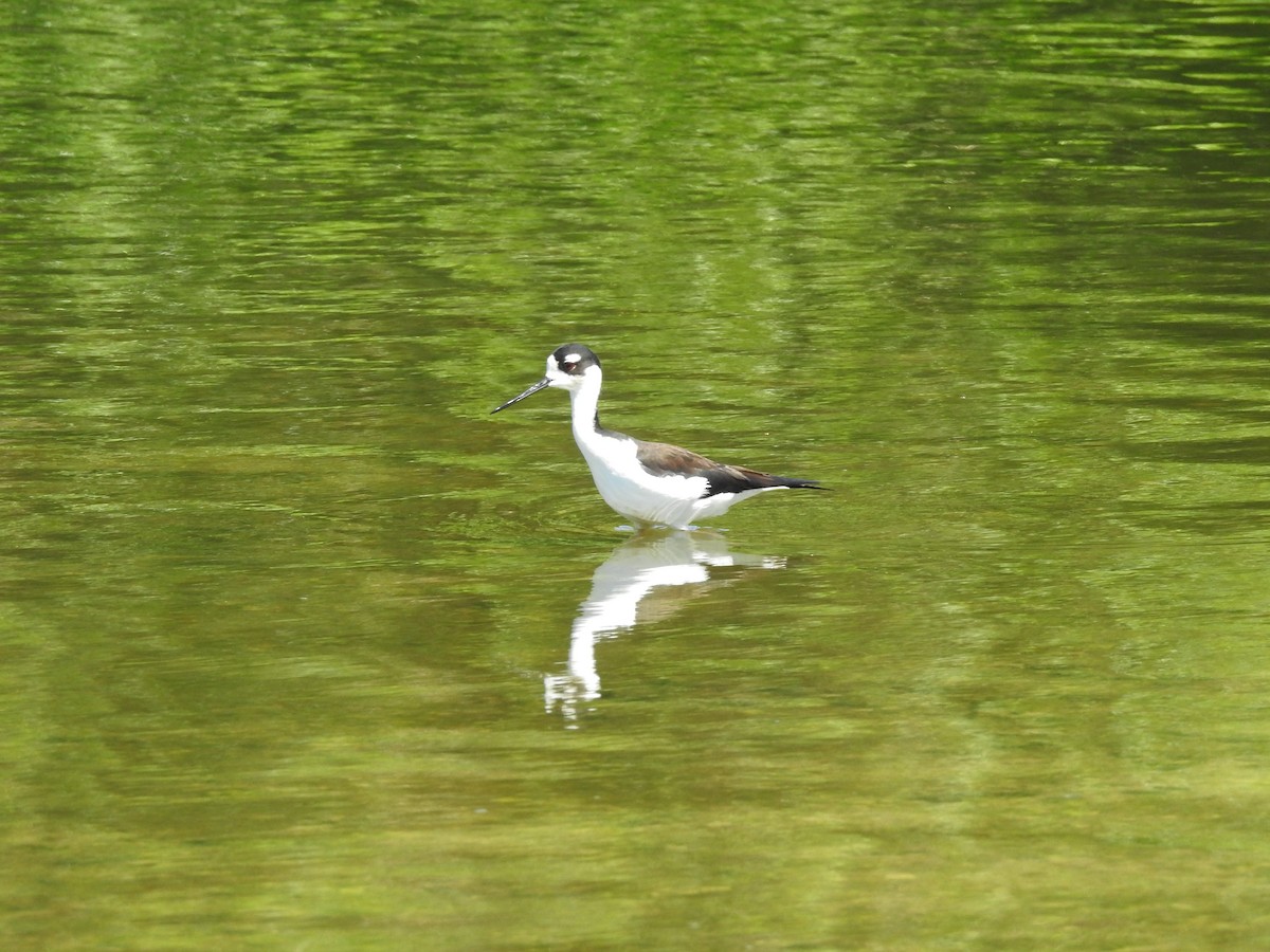 Black-necked Stilt - ML632330459