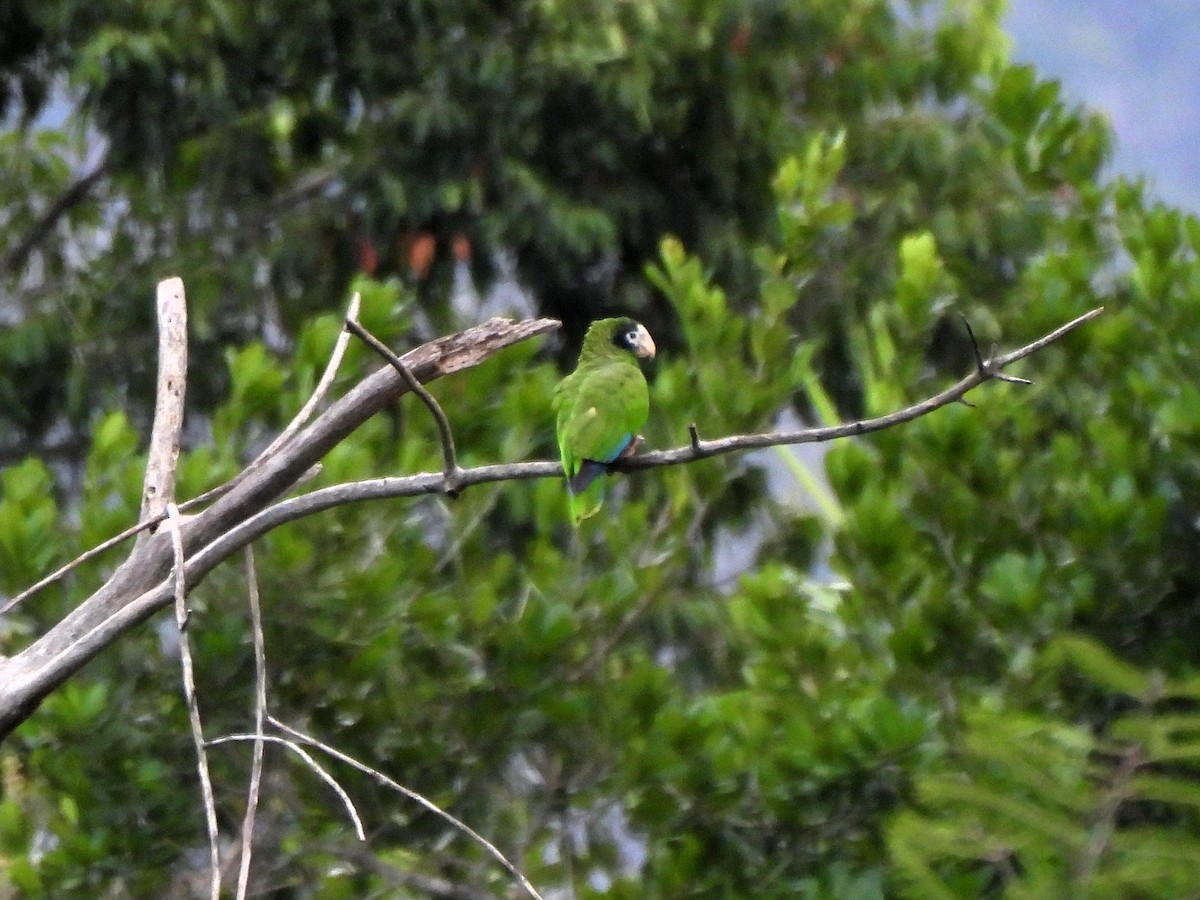 Hispaniolan Amazon - ML632330462