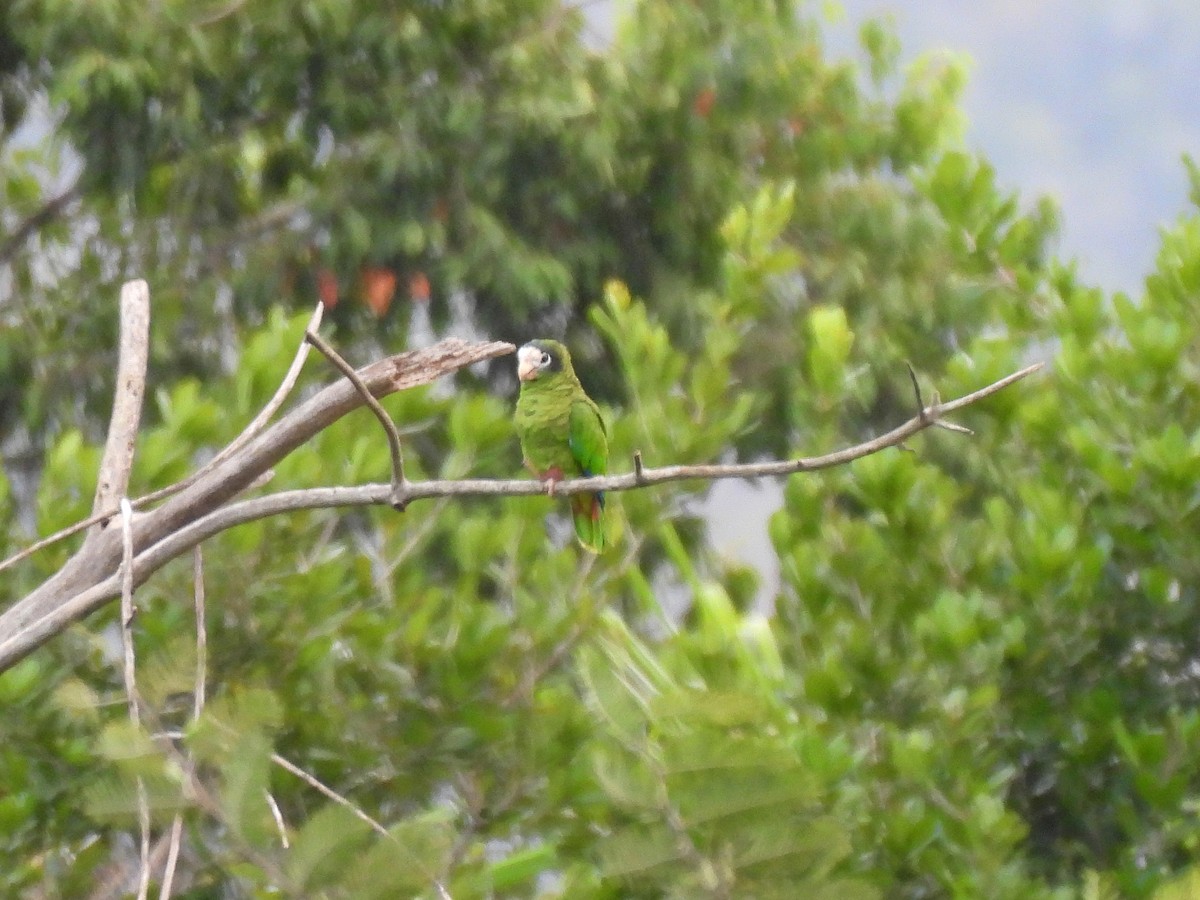 Hispaniolan Amazon - ML632330463