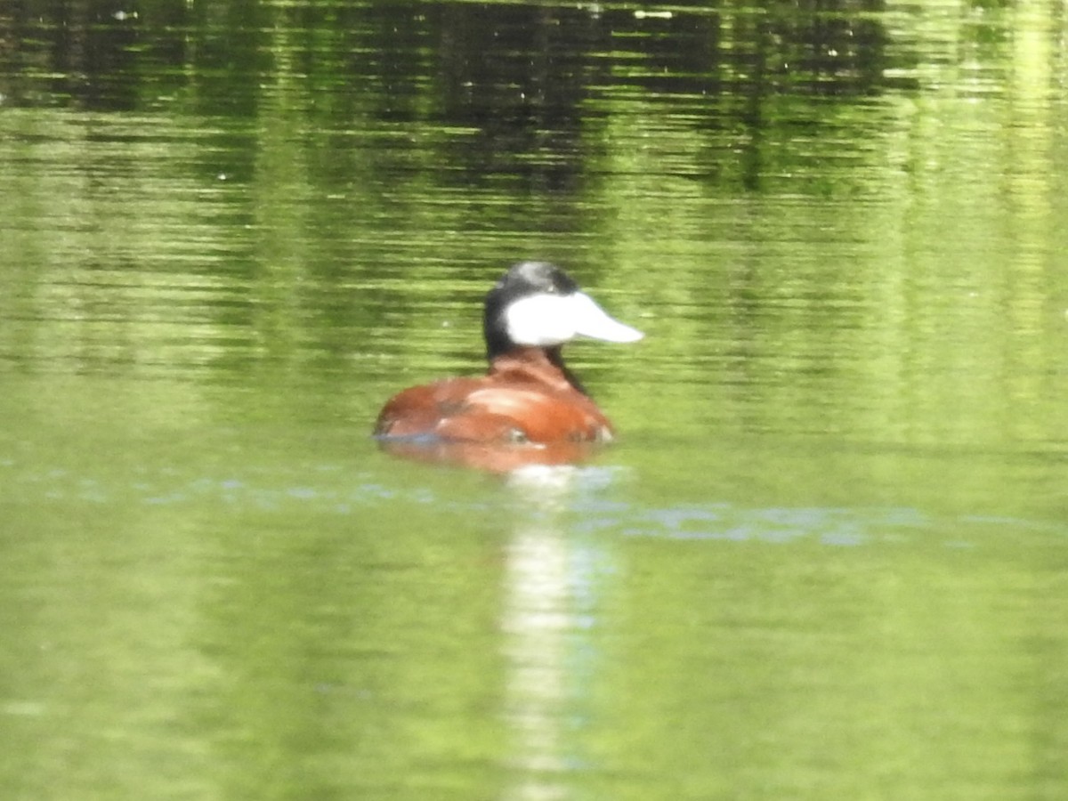Ruddy Duck - ML632330478
