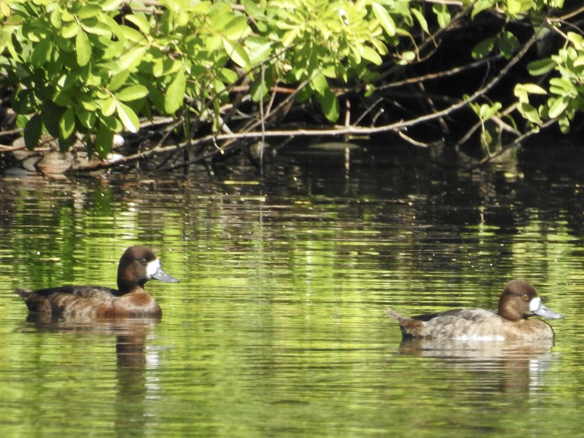 Lesser Scaup - ML632330510