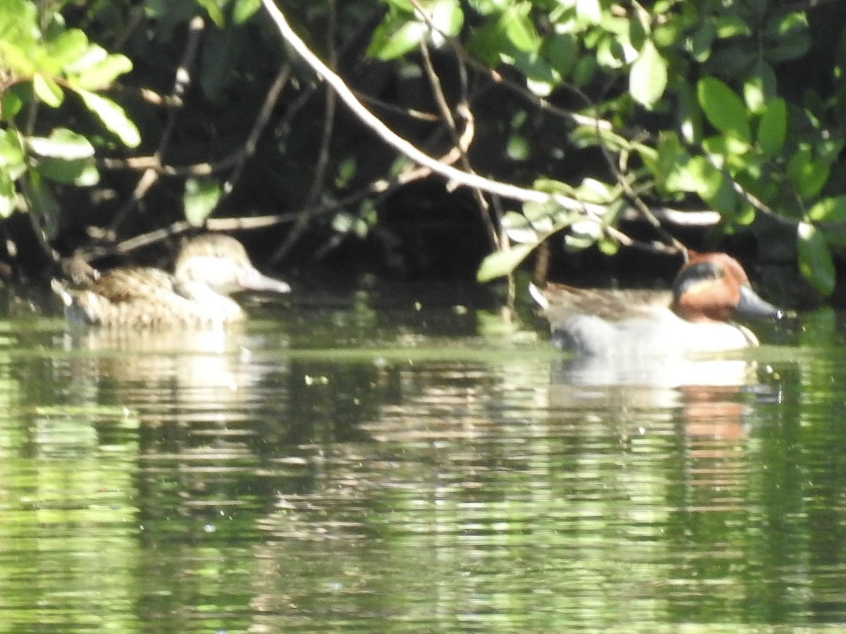 Green-winged Teal - ML632330533