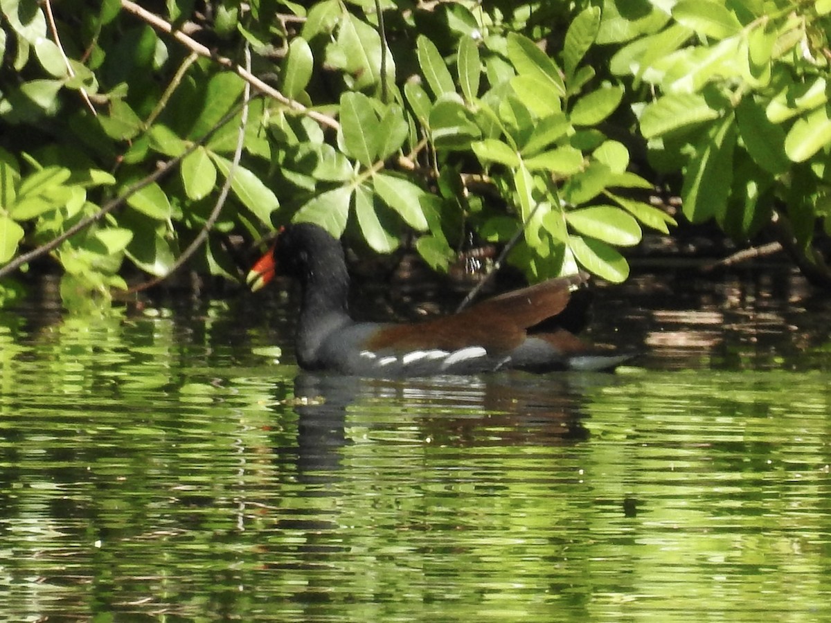 Common Gallinule - ML632330598
