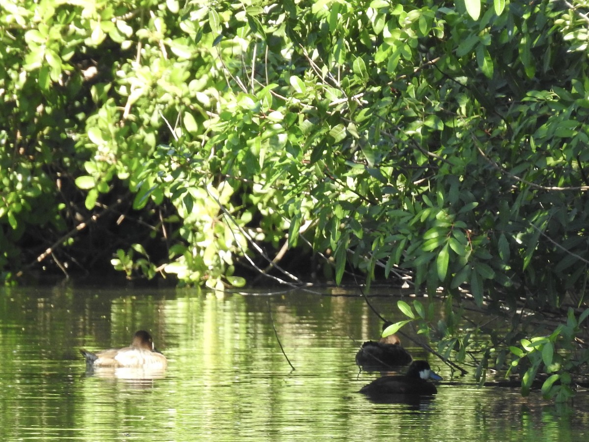 Ruddy Duck - ML632330646