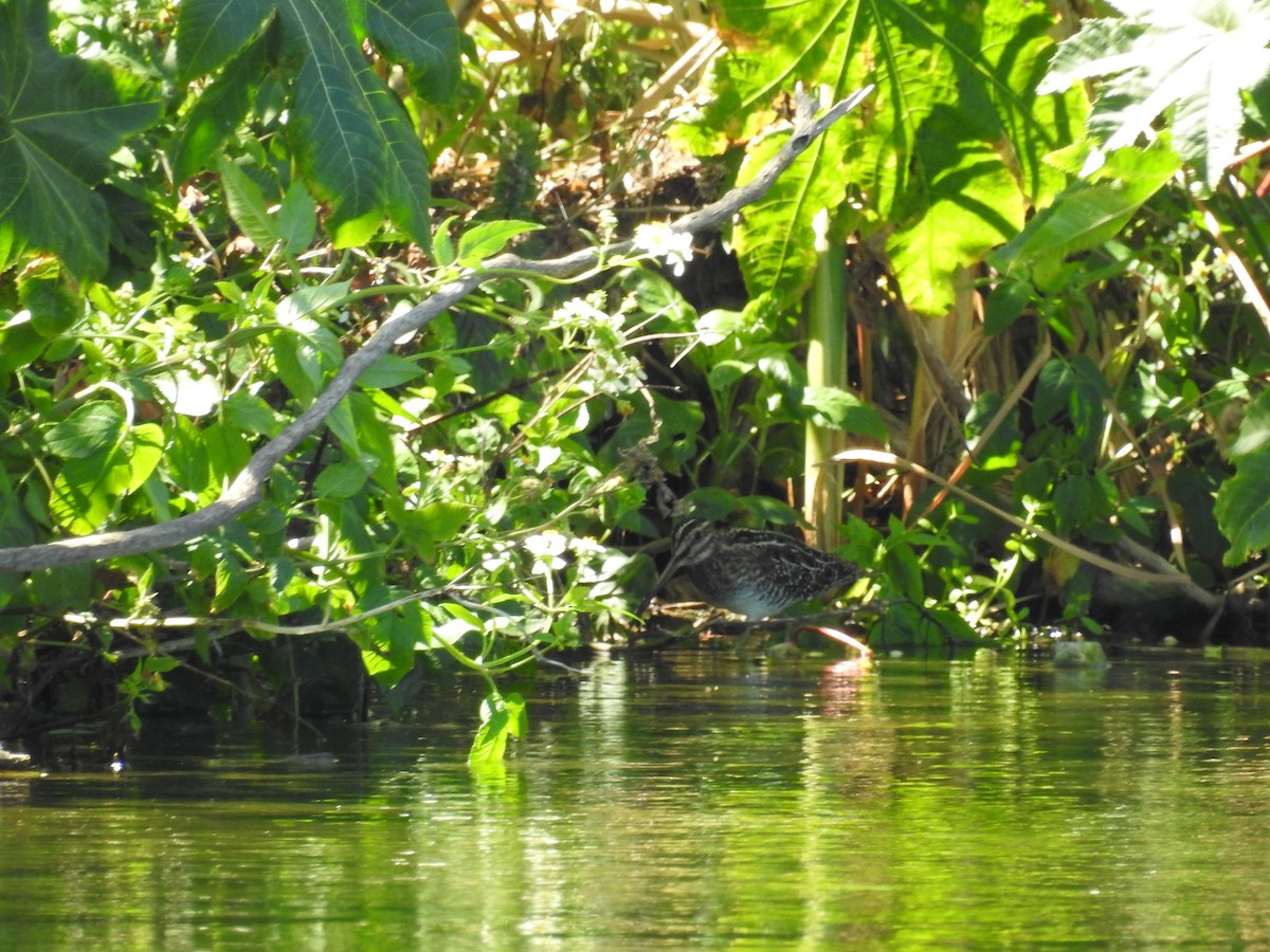 Wilson's Snipe - ML632330696