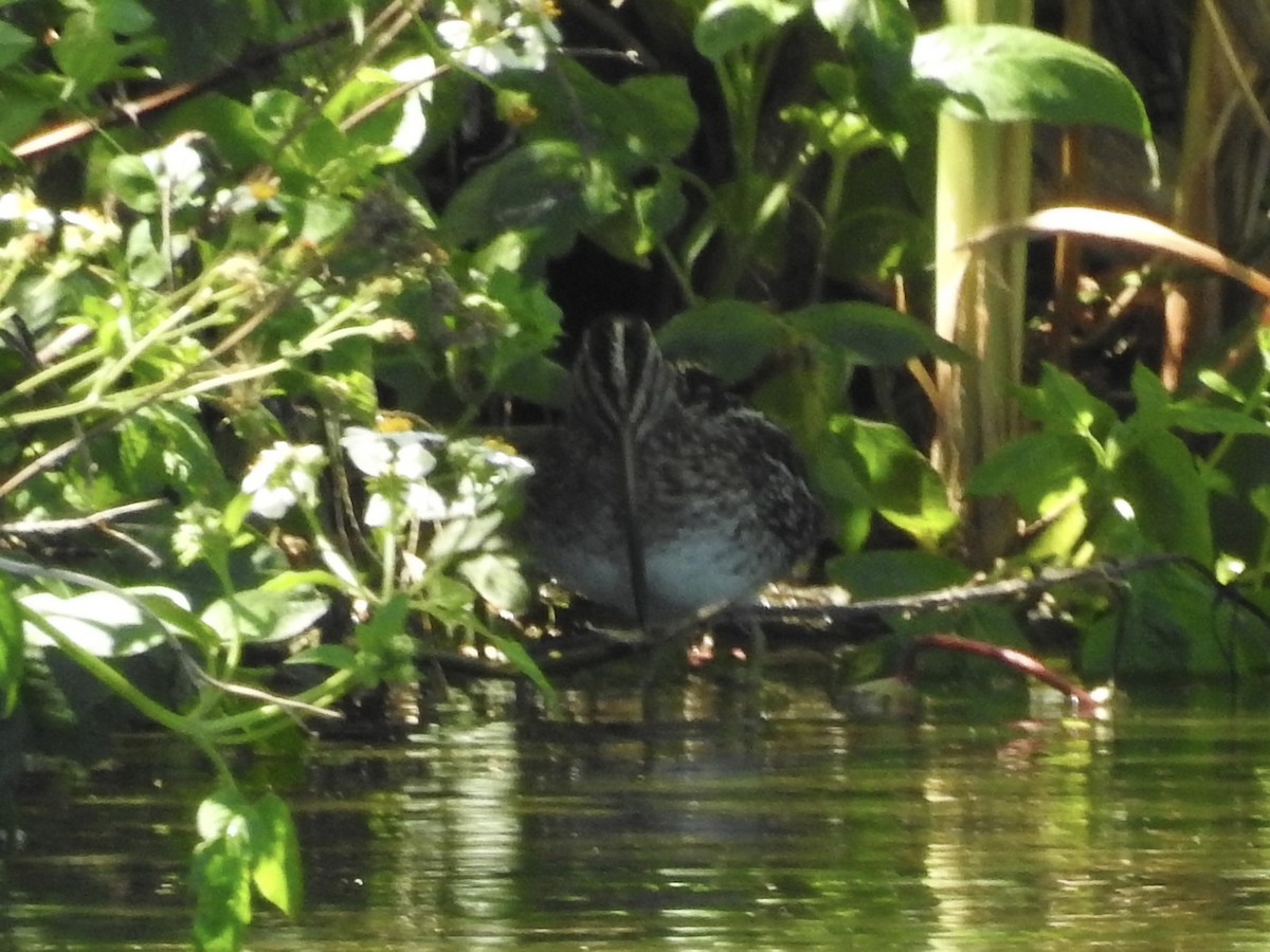 Wilson's Snipe - ML632330706