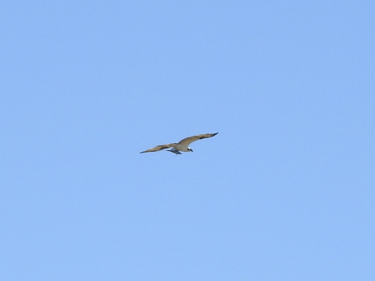Osprey - ML632330784