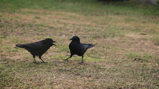 American Crow - ML632330851