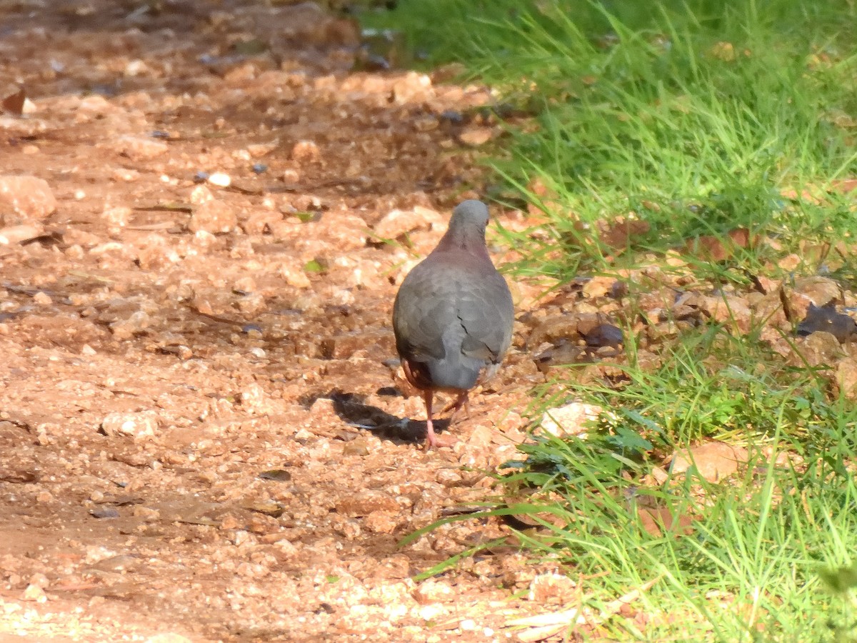 White-fronted Quail-Dove - ML632330855