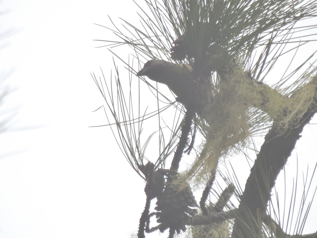 Hispaniolan Crossbill - ML632330917