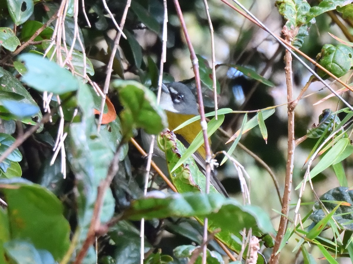 ハジロアメリカムシクイ - ML632330948