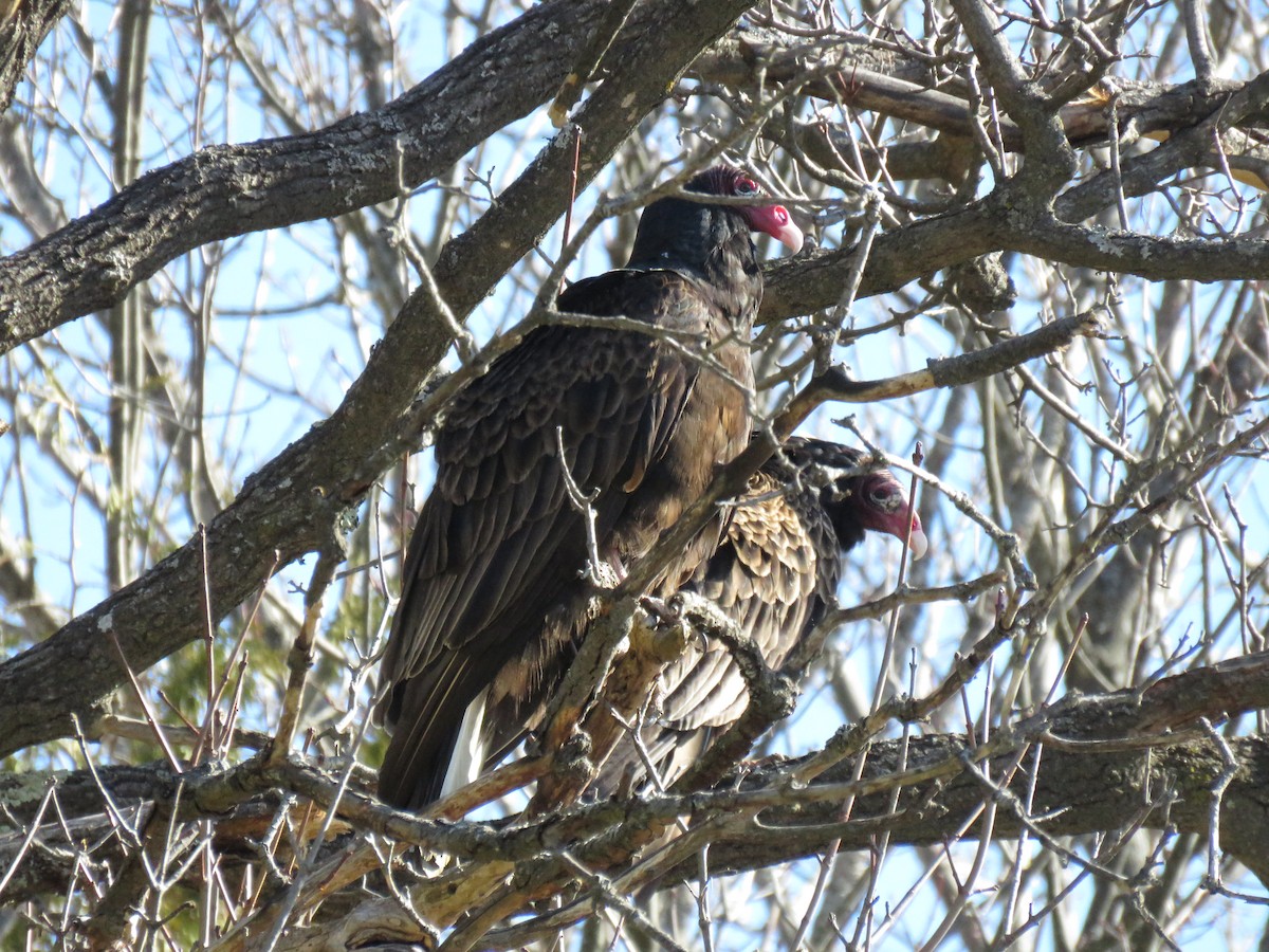 Turkey Vulture - ML632330982