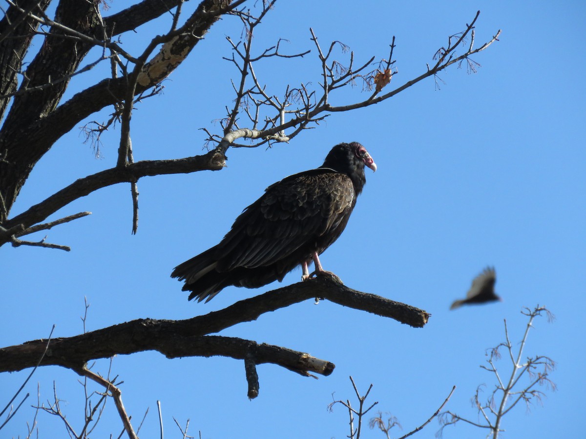 Turkey Vulture - ML632331004