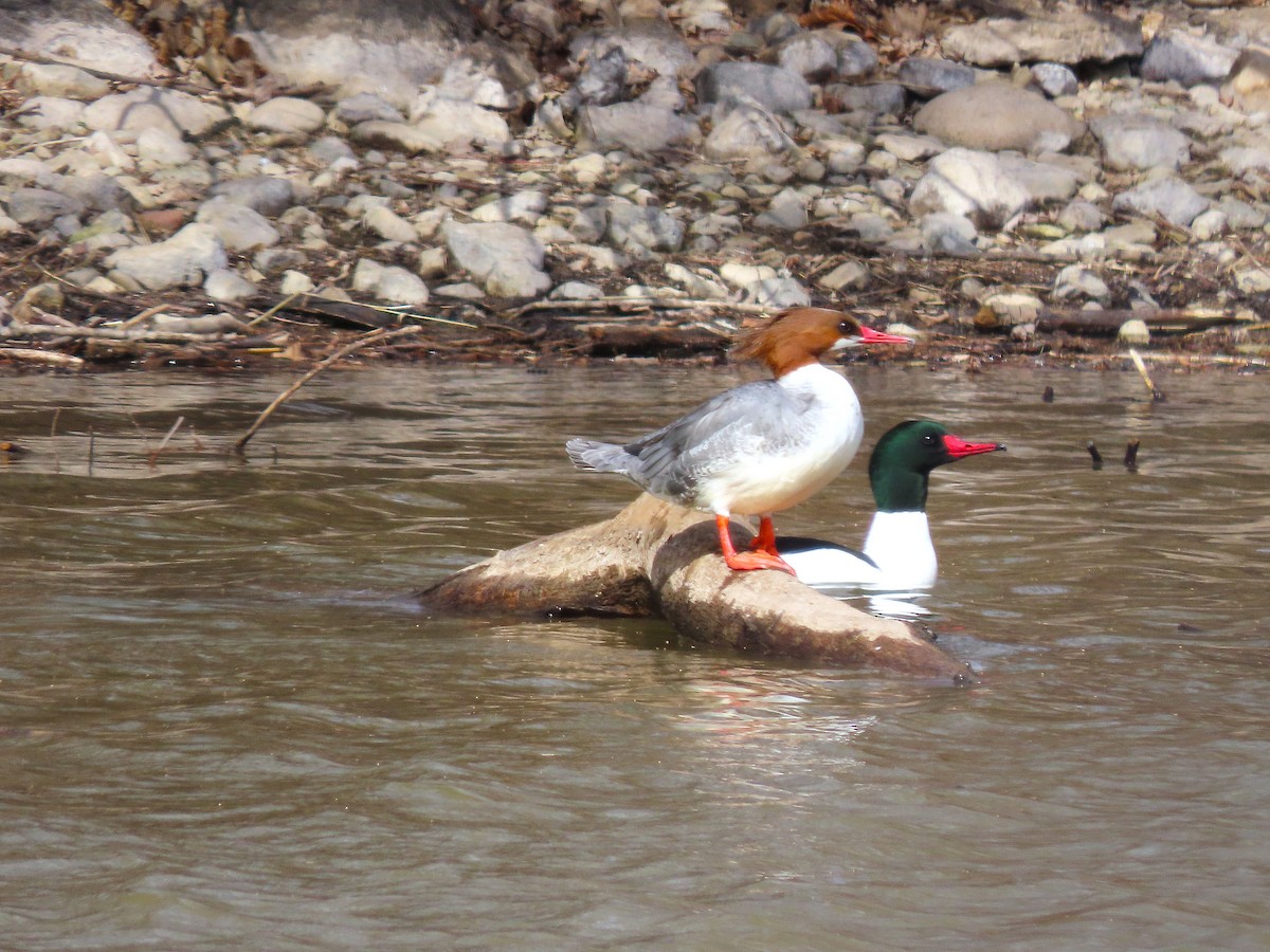 Common Merganser - ML632331031