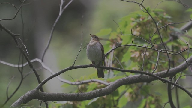 ビリーチャツグミ - ML632331103