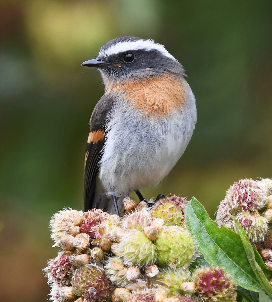 Rufous-breasted Chat-Tyrant - ML632331297