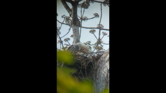 Harpy Eagle - ML632331306