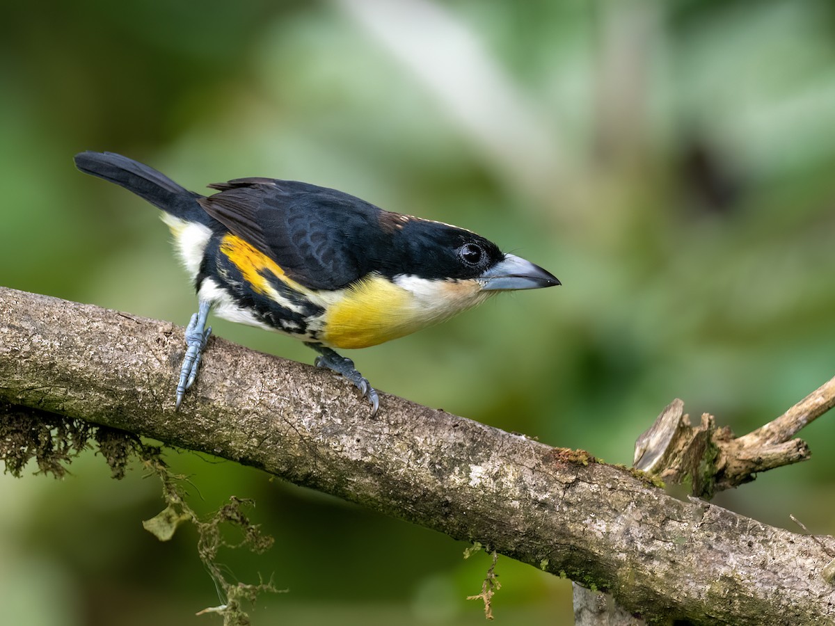 Spot-crowned Barbet - Andres Vasquez Noboa