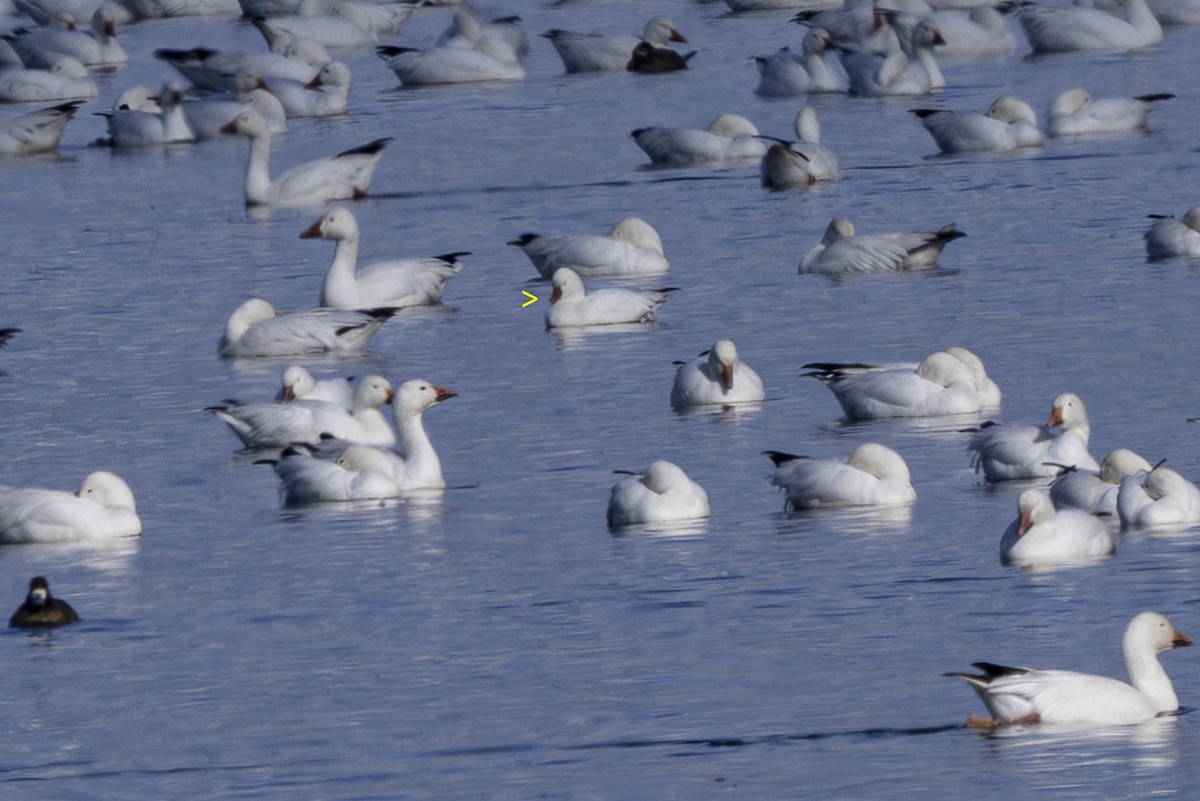 Ross's Goose - ML632331610