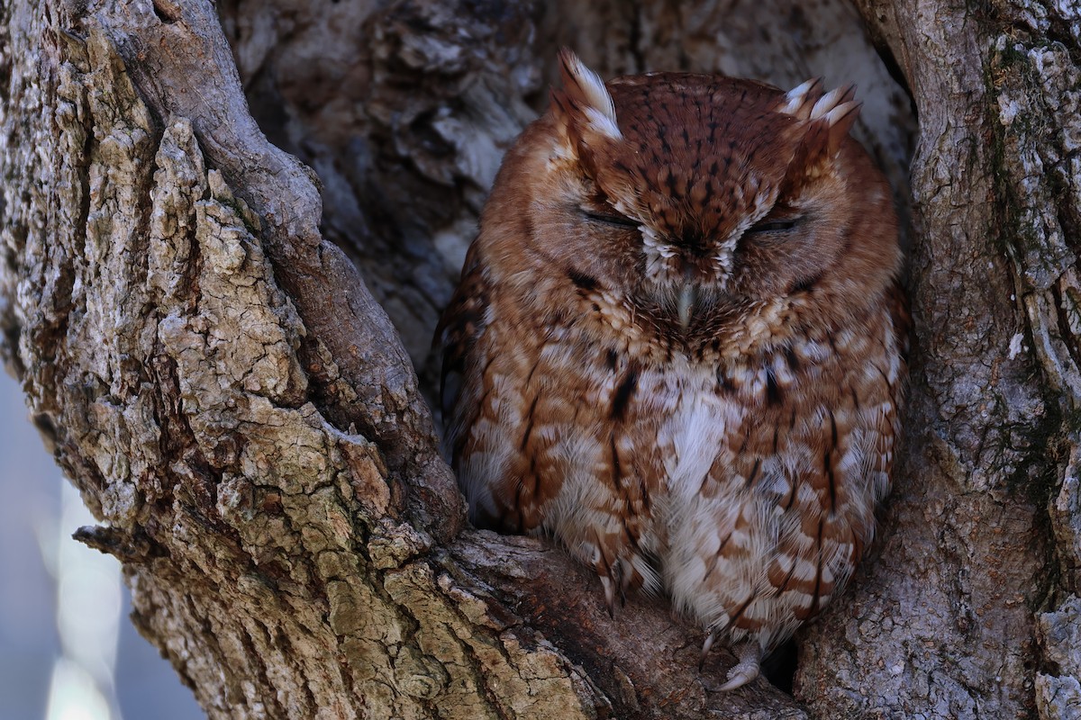 Eastern Screech-Owl - ML632331682