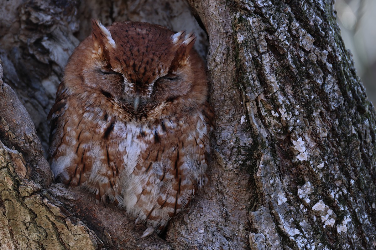 Eastern Screech-Owl - ML632331771