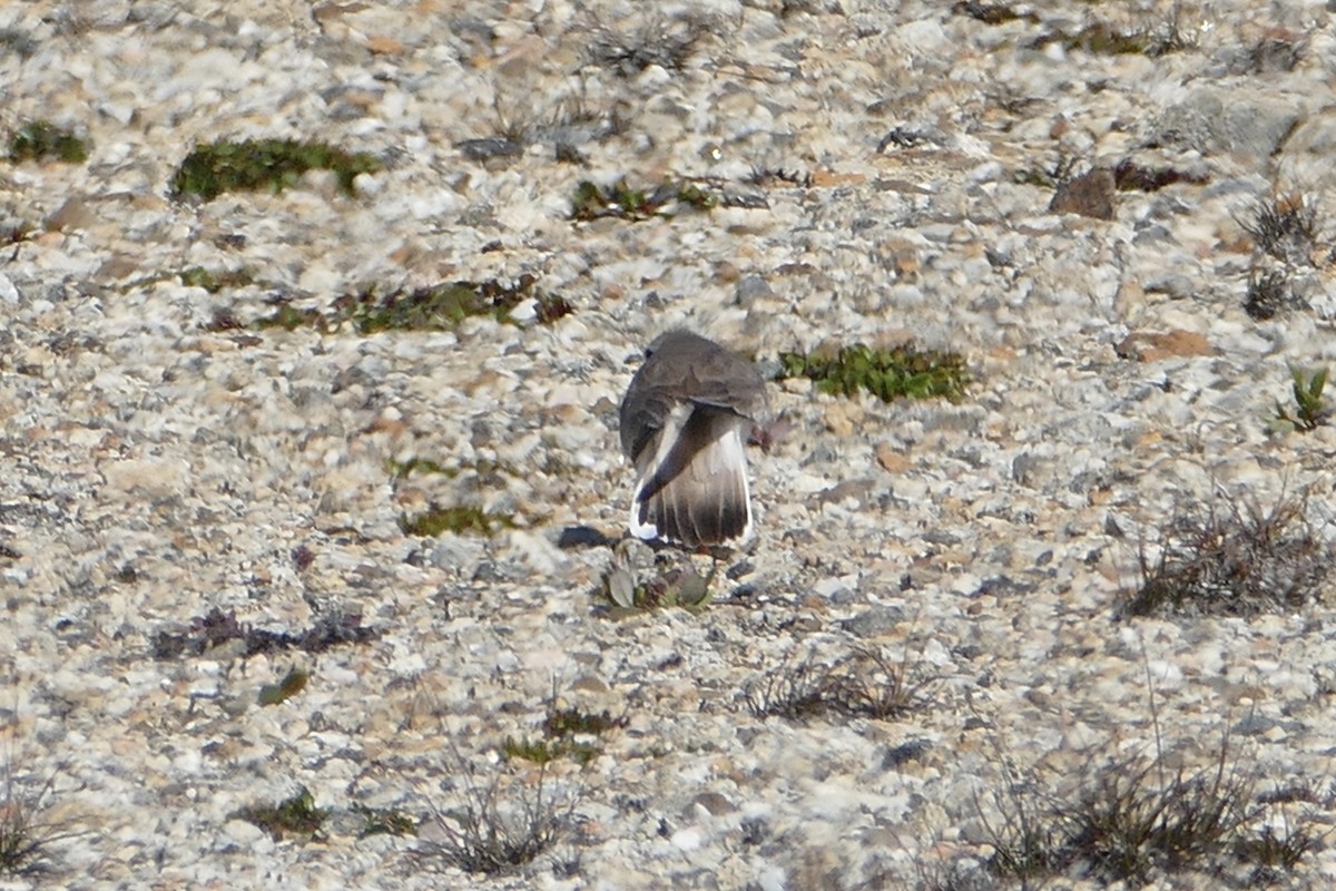 Common Ringed Plover - ML63233181